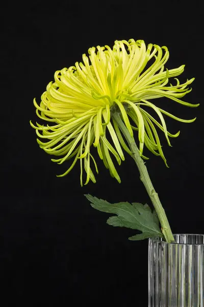 Heldere Gele Spin Mama Bloem Een Geklonken Glazen Vaas Tegen — Stockfoto