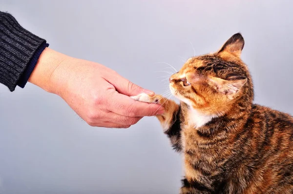Schudden van handen met een prachtige kat — Stockfoto