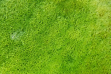 Güzel Parlak Yeşil yosunlar büyüyüp ormandaki sert taşları ve zemini kaplarlar. Makro görünüm ile göster. Duvar kağıdı için doğadaki yosun dokusuyla dolu kayalar.