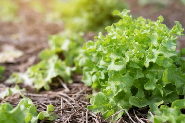 Farming Organic Green Oak Lettuce vegetable garden leaves on the plant plot in the morning light. Agriculture bio eco production concept. soft focus. Shallow depth of field with focus on the seedling clipart
