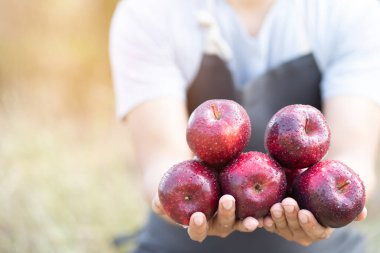 Bir grup taze kırmızı elma elele tutuşup suyu püskürtüyorlar. Bahçıvanların üretimi. Müşterilere dağıtım için ürün paketleri hazırlayın.