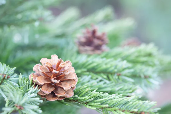 Pine tree with morning on the twig leaves. pine cones at the end of branches, abstract nature background. Copy space.