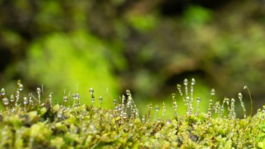 Güzel Parlak Yeşil yosunlar büyüyüp ormandaki sert taşları ve zemini kaplarlar. Makro görünüm ile göster. Duvar kağıdı için doğadaki yosun dokusuyla dolu kayalar.