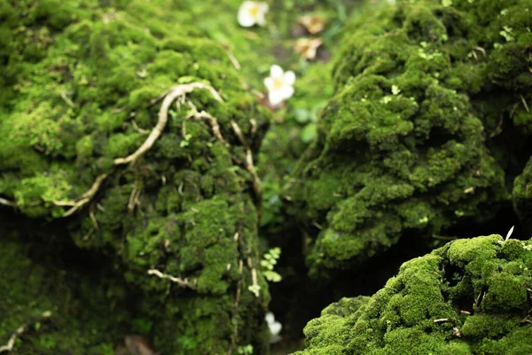 Hermoso Musgo Verde Brillante Crecido Cubrir Las Piedras Ásperas Suelo — Foto de Stock