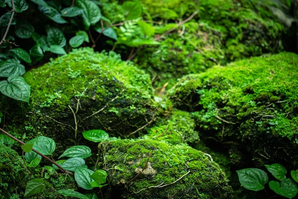 Belle Mousse Verte Sur Sol Forêt Mangroves — Photo