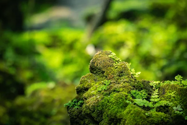 Piękny Zielony Mech Podłodze Lesie Namorzynowym — Zdjęcie stockowe