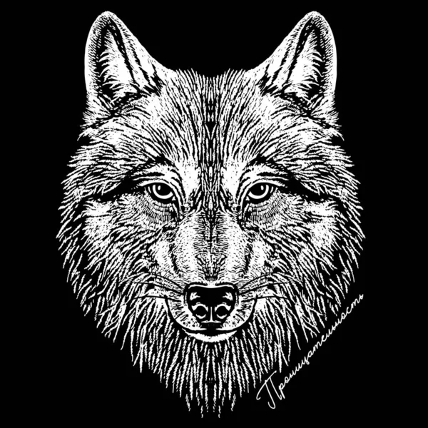 Wolf Head Wolf Animals Forest Beast Dog Vector — Stok Vektör