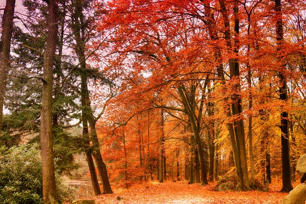 Parc à Kromlau, Saxe, Allemagne. Incroyable, automne coloré — Photo