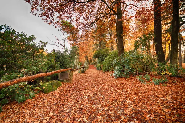 Park em Kromlau, Saxônia, Alemanha. Outono incrível, colorido — Fotografia de Stock