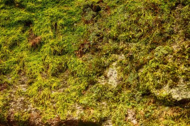 yeşil yosun arka plan dokusu