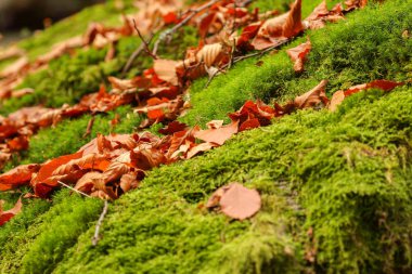 yeşil yosun arka plan dokusu