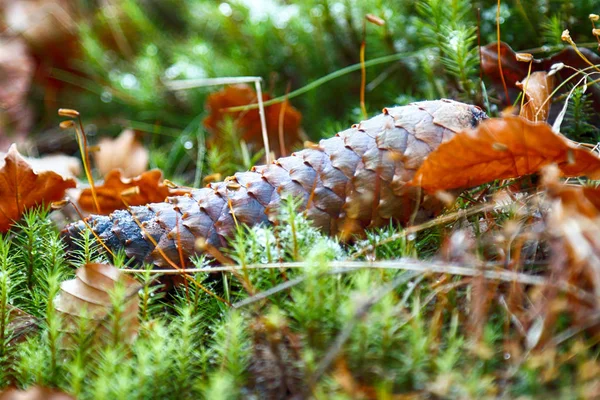 Cone de abeto no chão da floresta. Fundo de outono — Fotografia de Stock