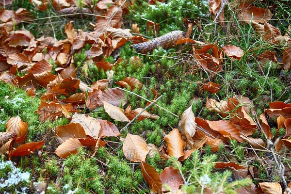 Fir cone on the forest floor. Autumn background — Stock Photo, Image