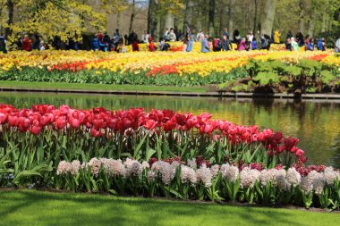 Keukenhof Bahçe, Lisse, Hollanda - 29 Nisan 2017: Dünyanın en büyük çiçek bahçeleri biridir. 7 milyonun üzerinde çiçek soğanı ve bir milyon ziyaretçi her yıl.