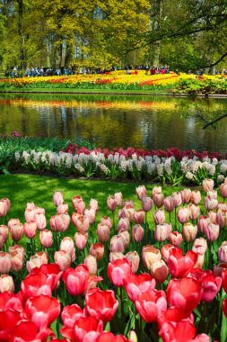 Keukenhof Bahçe, Lisse, Hollanda - 29 Nisan 2017: Dünyanın en büyük çiçek bahçeleri biridir. 7 milyonun üzerinde çiçek soğanı ve bir milyon ziyaretçi her yıl.