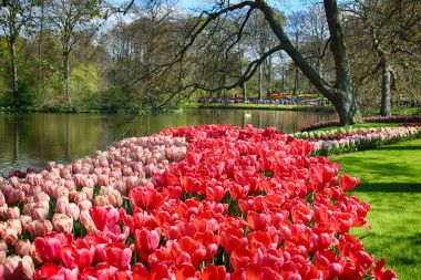 Keukenhof Bahçe, Lisse, Hollanda - 29 Nisan 2017: Dünyanın en büyük çiçek bahçeleri biridir. 7 milyonun üzerinde çiçek soğanı ve bir milyon ziyaretçi her yıl.