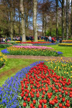 Keukenhof Bahçe, Lisse, Hollanda - 29 Nisan 2017: Dünyanın en büyük çiçek bahçeleri biridir. 7 milyonun üzerinde çiçek soğanı ve bir milyon ziyaretçi her yıl.