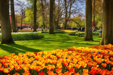 Keukenhof Bahçe, Lisse, Hollanda - 29 Nisan 2017: Dünyanın en büyük çiçek bahçeleri biridir. 7 milyonun üzerinde çiçek soğanı ve bir milyon ziyaretçi her yıl.