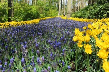 Keukenhof Bahçe, Lisse, Hollanda - 29 Nisan 2017: Dünyanın en büyük çiçek bahçeleri biridir. 7 milyonun üzerinde çiçek soğanı ve bir milyon ziyaretçi her yıl.