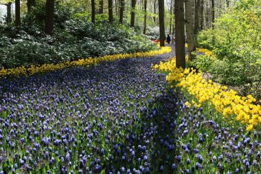 Keukenhof Bahçe, Lisse, Hollanda - 29 Nisan 2017: Dünyanın en büyük çiçek bahçeleri biridir. 7 milyonun üzerinde çiçek soğanı ve bir milyon ziyaretçi her yıl.