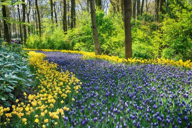 Keukenhof Bahçe, Lisse, Hollanda - 29 Nisan 2017: Dünyanın en büyük çiçek bahçeleri biridir. 7 milyonun üzerinde çiçek soğanı ve bir milyon ziyaretçi her yıl.