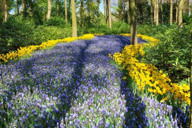 Keukenhof Bahçe, Lisse, Hollanda - 29 Nisan 2017: Dünyanın en büyük çiçek bahçeleri biridir. 7 milyonun üzerinde çiçek soğanı ve bir milyon ziyaretçi her yıl.