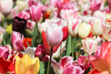 Güzel Lale Çiçek bahçesinde tarih seçici odak