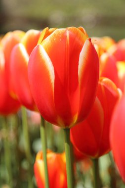 Güzel Lale Çiçek bahçesinde tarih seçici odak