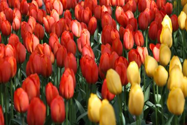 Lale ve diğer mevsimlik bahar çiçekleri