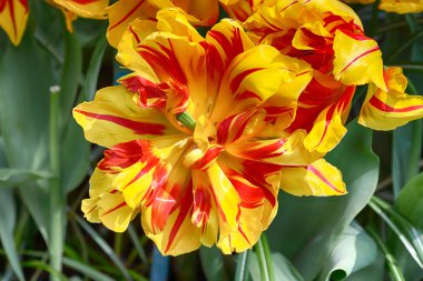 Lale ve diğer mevsimlik bahar çiçekleri