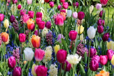 Lale ve diğer mevsimlik bahar çiçekleri