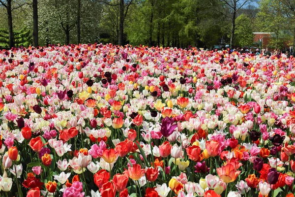 KEUKENHOF GARDEN, LISSE, PAÍSES BAIXOS - ABR 29, 2017: É um dos maiores jardins florais do mundo. Mais de 7 milhões de bulbos de flores e um milhão de visitantes todos os anos . — Fotografia de Stock