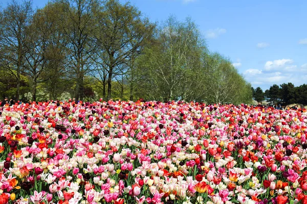 Keukenhof Garden, Lisse, Nederländerna - 29 Apr 2017: Det är en av världens största blomma trädgårdar. Över 7 miljoner blomsterlökar och en miljon besökare varje år. — Stockfoto