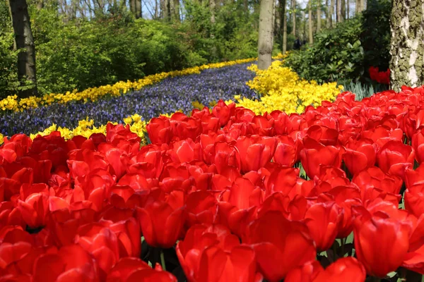 KEUKENHOF GARDEN, LISSE, PAÍSES BAIXOS - ABR 29, 2017: É um dos maiores jardins florais do mundo. Mais de 7 milhões de bulbos de flores e um milhão de visitantes todos os anos . — Fotografia de Stock