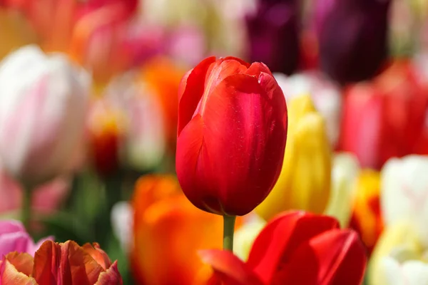 Selektiver Fokus auf schöne Tulpen im Blumengarten — Stockfoto