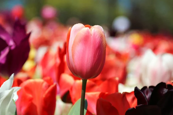 Selektiver Fokus auf schöne Tulpen im Blumengarten — Stockfoto