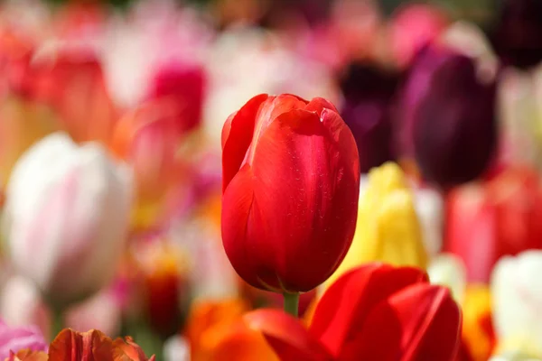 Selektiver Fokus auf schöne Tulpen im Blumengarten — Stockfoto