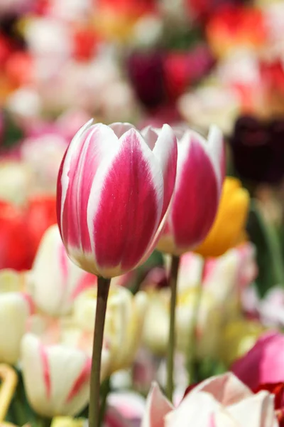 Selektiver Fokus auf schöne Tulpen im Blumengarten — Stockfoto