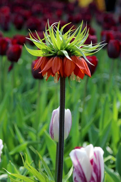 Вибірковий акцент на красивих тюльпанах в квітковому саду — стокове фото