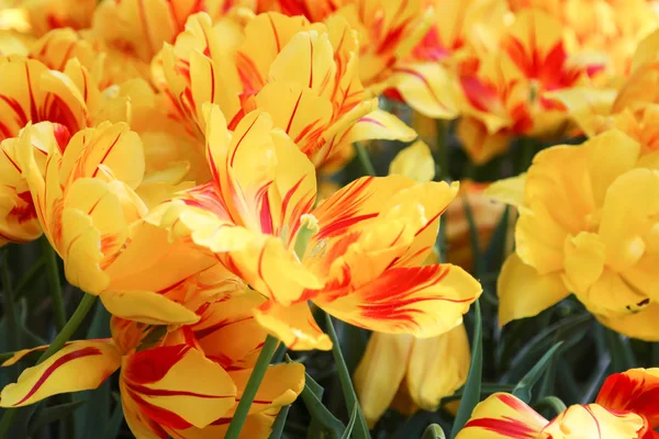 Вибірковий акцент на красивих тюльпанах в квітковому саду — стокове фото