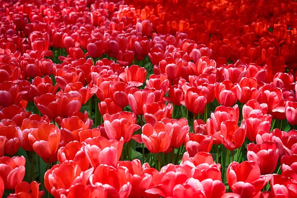 Tulpenfeld im Blumengarten. Hintergrund mit Tulpen. schöne blühende Frühlingsblumen. — Stockfoto