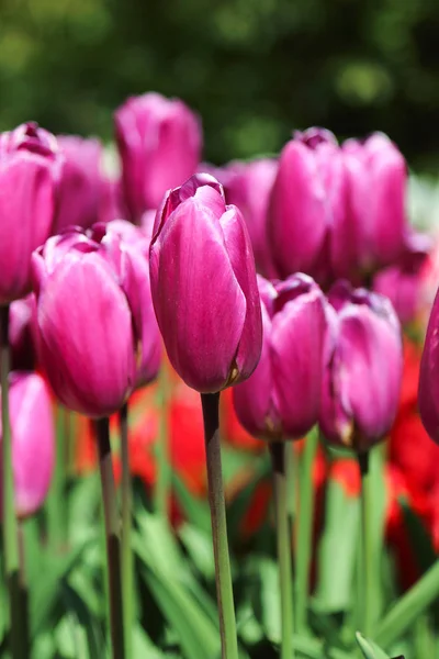 Selektiver Fokus auf schöne Tulpen im Blumengarten — Stockfoto