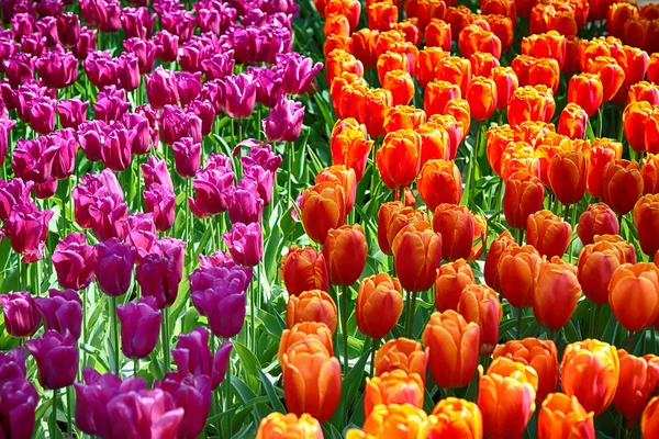 Feld von Tulpen und anderen saisonalen Frühlingsblumen — Stockfoto