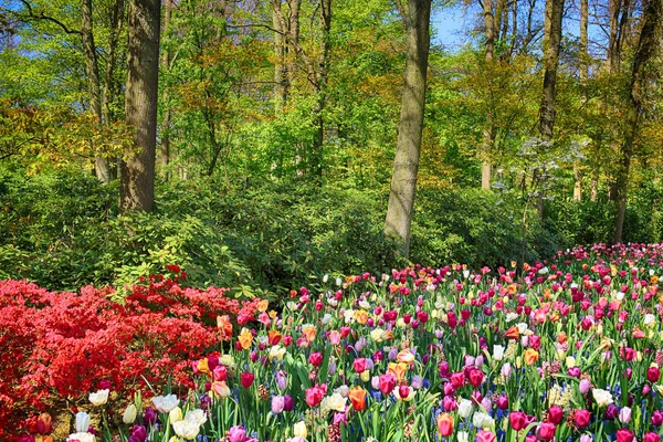 Campo de tulipas e outras flores sazonais da primavera — Fotografia de Stock
