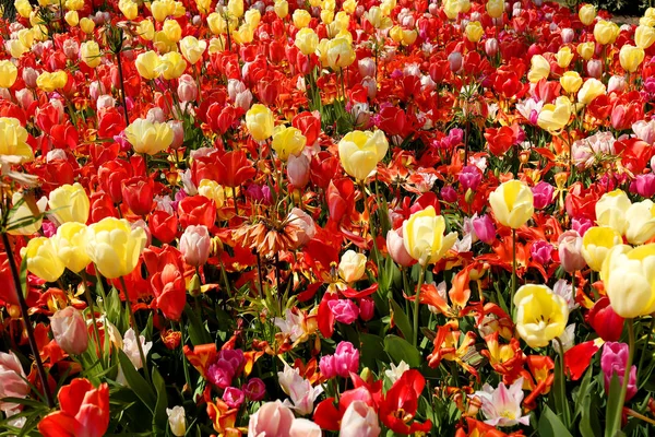Tulpenfeld im Blumengarten. Hintergrund mit Tulpen. schöne blühende Frühlingsblumen. — Stockfoto