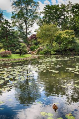 Wroclaw, Polonya - 04 Ağustos 2017: Japon bahçe tarihsel Pergola ve Centennial salonu çevresinde yer almaktadır. Bir kaç iz Dünya Fuarı'nda 1913 sonra temsil ettiği.