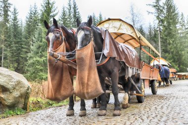 Zakopane, Polonya - 4 Kasım 2019: Tatra Ulusal Parkı, Polonya Yüksek Tatra Dağları. Palenica Bialczanska 'dan Zakopane yakınlarındaki Morskie Gölü' ne (Deniz Gölü 'nün Gözü) giden yolda at arabası.