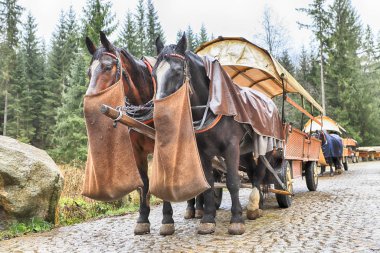 Zakopane, Polonya - 4 Kasım 2019: Tatra Ulusal Parkı, Polonya Yüksek Tatra Dağları. Palenica Bialczanska 'dan Zakopane yakınlarındaki Morskie Gölü' ne (Deniz Gölü 'nün Gözü) giden yolda at arabası.