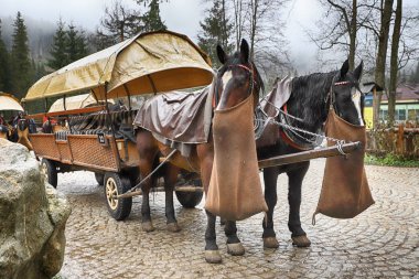 Zakopane, Polonya - 4 Kasım 2019: Tatra Ulusal Parkı, Polonya Yüksek Tatra Dağları. Palenica Bialczanska 'dan Zakopane yakınlarındaki Morskie Gölü' ne (Deniz Gölü 'nün Gözü) giden yolda at arabası.