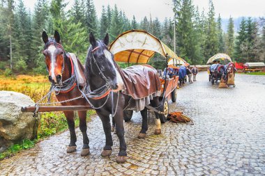 Zakopane, Polonya - 4 Kasım 2019: Tatra Ulusal Parkı, Polonya Yüksek Tatra Dağları. Palenica Bialczanska 'dan Zakopane yakınlarındaki Morskie Gölü' ne (Deniz Gölü 'nün Gözü) giden yolda at arabası.